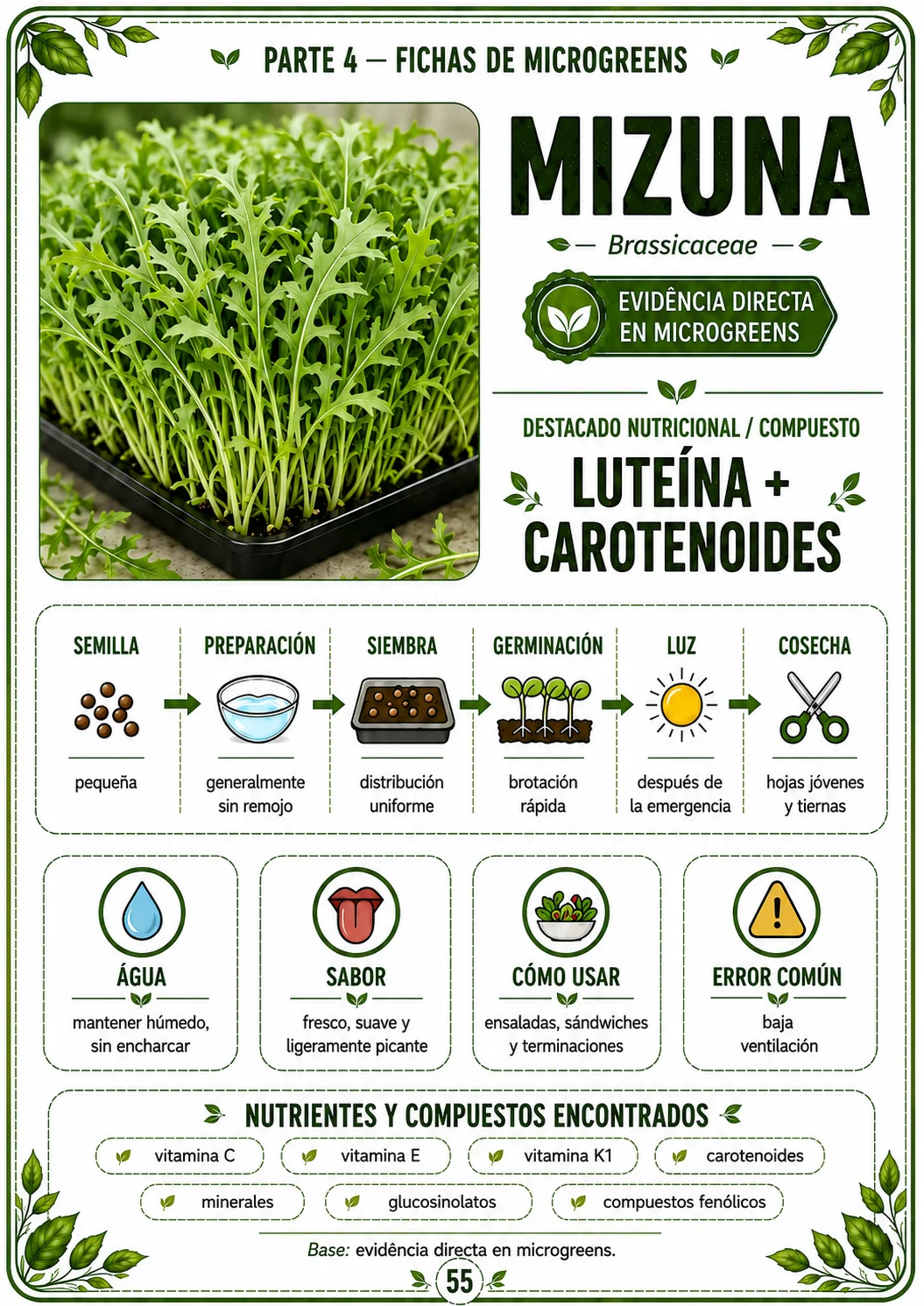 Cultivo denso de microgreens